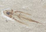 Fossil Flying Fish (Exocoetoides) - Lebanon #48522-3